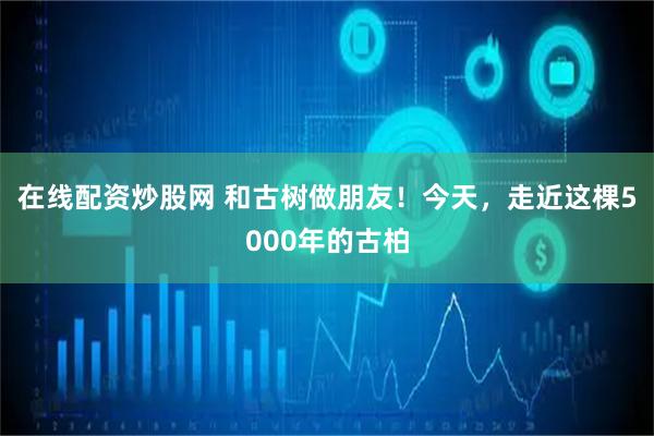 在线配资炒股网 和古树做朋友！今天，走近这棵5000年的古柏